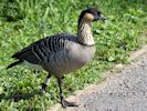 Hawaiian Goose (WWT Slimbridge September 2013) - pic by Nigel Key